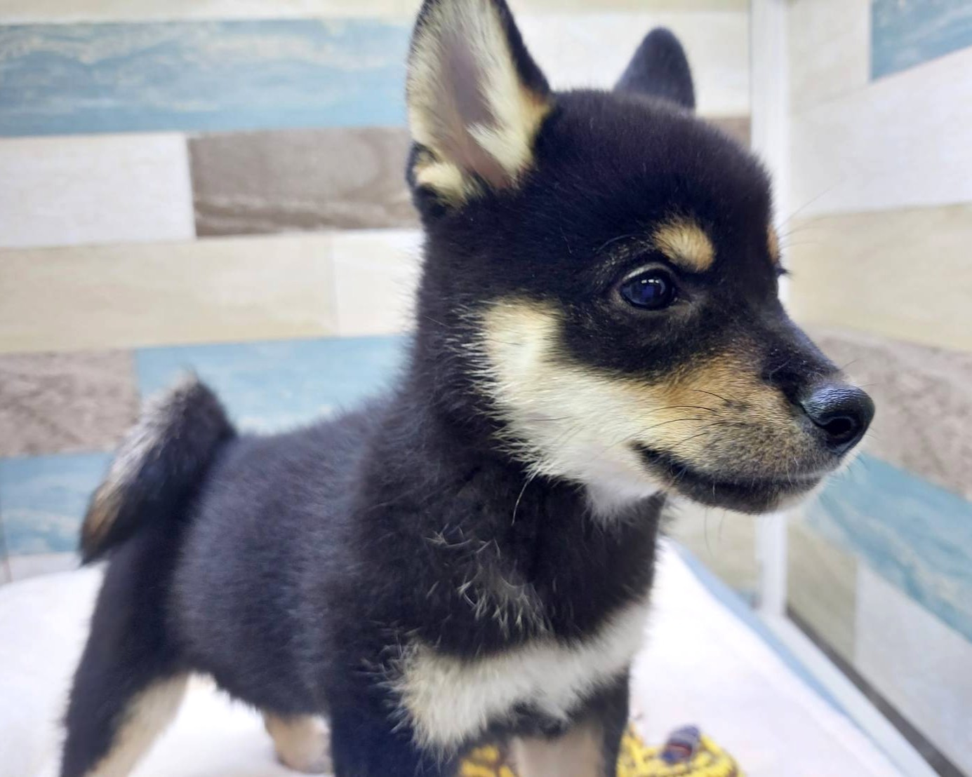 茨城県の柴犬(標準サイズ) (かねだいペットトライアル利根川/2025年7月19日生まれ/男の子/黒)の子犬の4枚目の画像