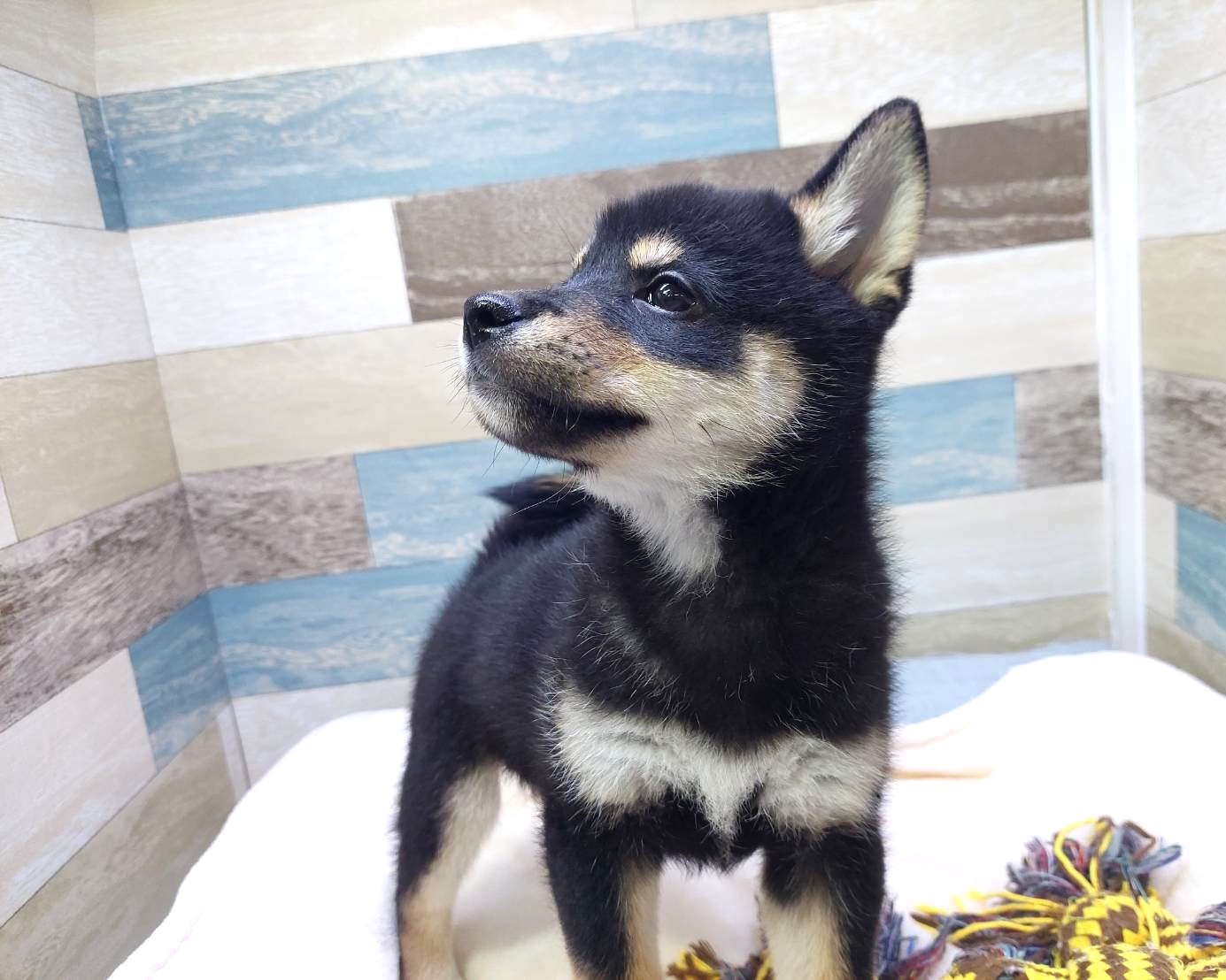 茨城県の柴犬(標準サイズ) (かねだいペットトライアル利根川/2025年7月19日生まれ/男の子/黒)の子犬の4枚目の画像