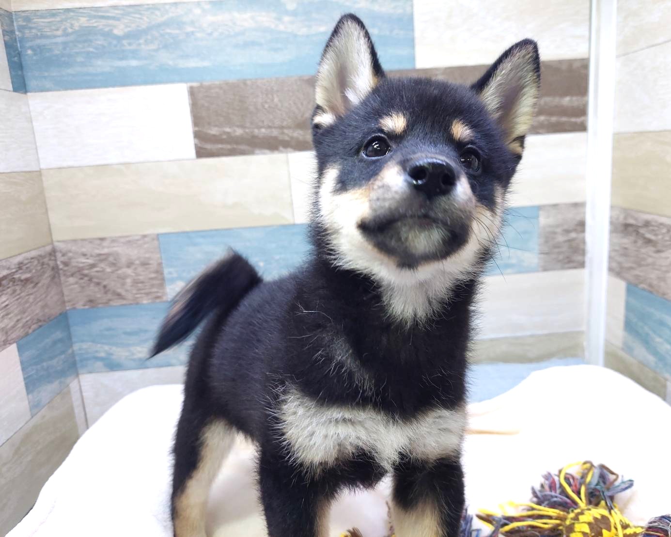 茨城県の柴犬(標準サイズ) (かねだいペットトライアル利根川/2025年7月19日生まれ/男の子/黒)の子犬の1枚目の画像