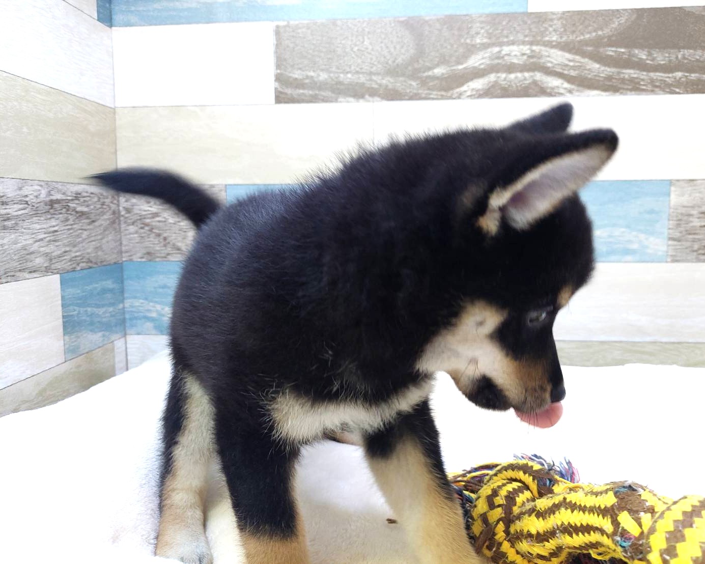 価格の安い柴犬 ♂ 黒 / ペットショップ【かねだい】
