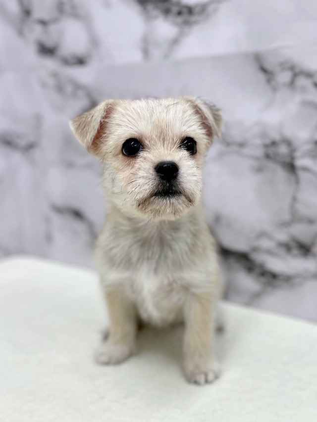 神奈川県のハーフ犬・ミックス犬 (かねだい東戸塚店/2025年6月29日生まれ/女の子/フォーンホワイト)の子犬の1枚目の画像