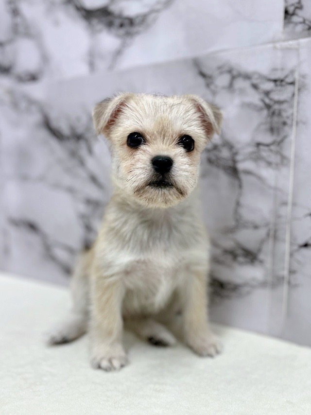 神奈川県のハーフ犬・ミックス犬 (かねだい東戸塚店/2025年6月29日生まれ/女の子/フォーンホワイト)の子犬の2枚目の画像