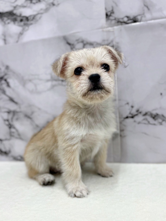 神奈川県のハーフ犬・ミックス犬 (かねだい東戸塚店/2025年6月29日生まれ/女の子/フォーンホワイト)の子犬の3枚目の画像