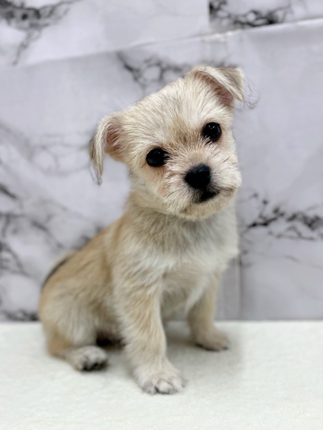 神奈川県のハーフ犬・ミックス犬 (かねだい東戸塚店/2025年6月29日生まれ/女の子/フォーンホワイト)の子犬の4枚目の画像