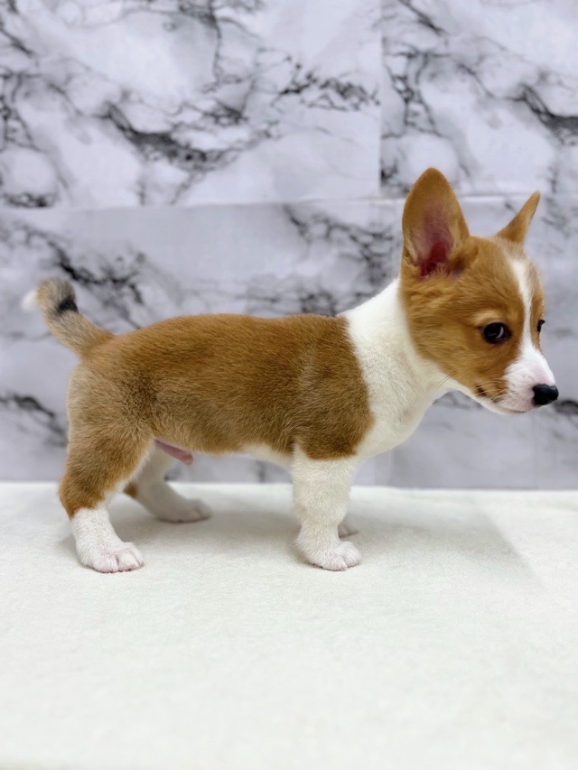 価格の安い◾️ウェルシュ・コーギーペンブローク♂【9/21お写真