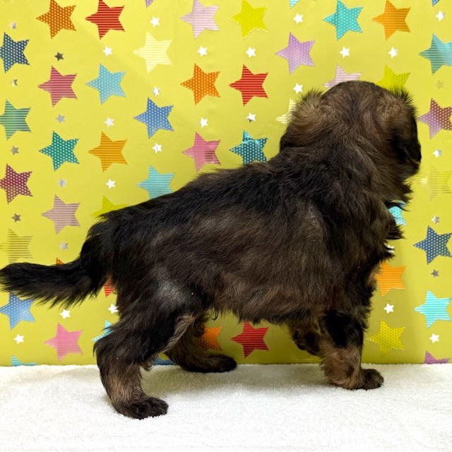 東京都のハーフ犬・ミックス犬 (かねだい足立店/2025年7月23日生まれ/男の子/フォーン)の子犬の2枚目の画像
