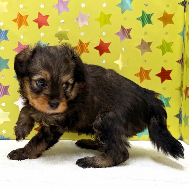 東京都のハーフ犬・ミックス犬 (かねだい足立店/2025年7月23日生まれ/男の子/フォーン)の子犬の3枚目の画像