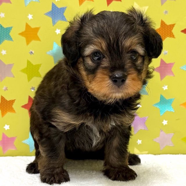 東京都のハーフ犬・ミックス犬 (かねだい足立店/2025年7月23日生まれ/男の子/フォーン)の子犬の1枚目の画像