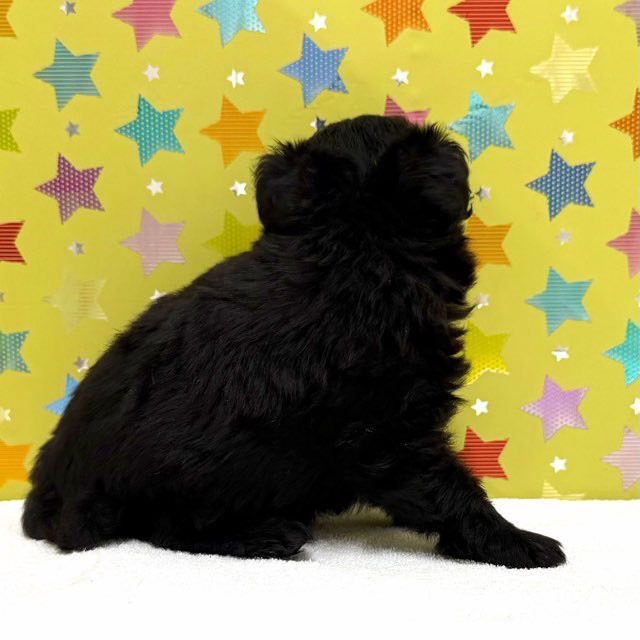 東京都のハーフ犬・ミックス犬 (かねだい足立店/2025年7月23日生まれ/男の子/ブラック)の子犬の2枚目の画像