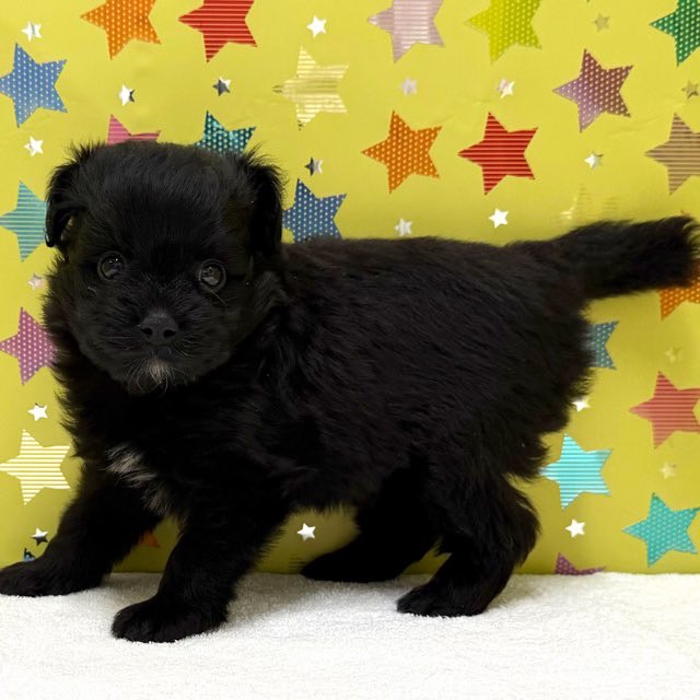 東京都のハーフ犬・ミックス犬 (かねだい足立店/2025年7月23日生まれ/男の子/ブラック)の子犬の3枚目の画像