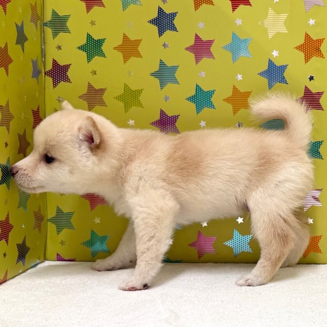 東京都の豆柴 (かねだい足立店/2025年7月23日生まれ/男の子/白)の子犬の3枚目の画像