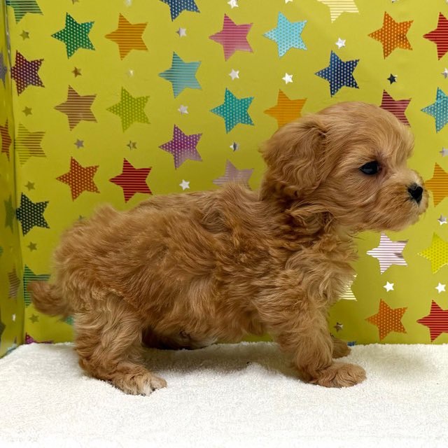 東京都のハーフ犬・ミックス犬 (かねだい足立店/2025年7月23日生まれ/男の子/アプリコット)の子犬の2枚目の画像