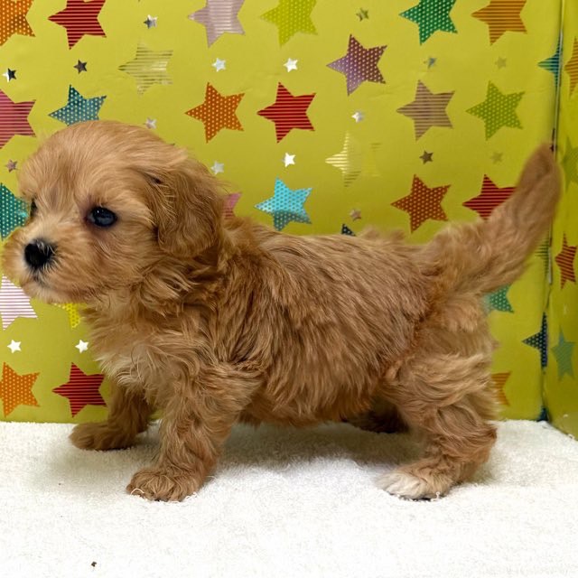 東京都のハーフ犬・ミックス犬 (かねだい足立店/2025年7月23日生まれ/男の子/アプリコット)の子犬の3枚目の画像