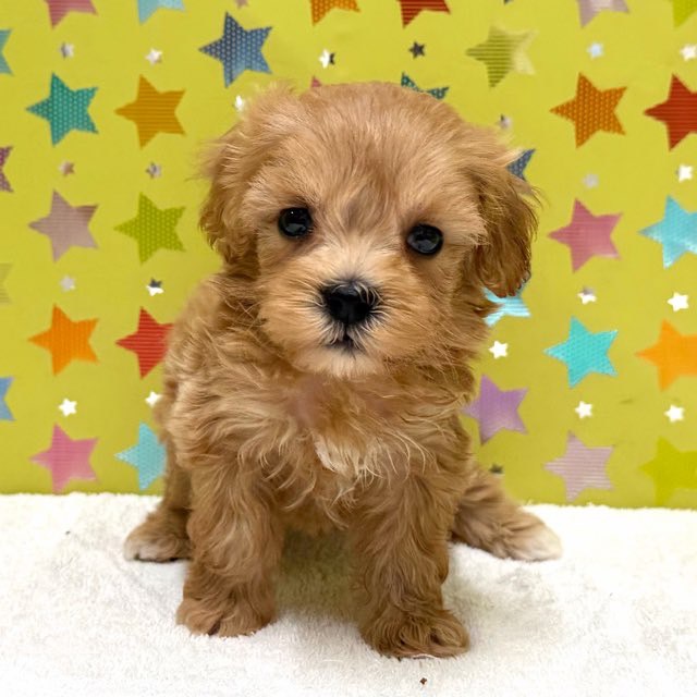 東京都のハーフ犬・ミックス犬 (かねだい足立店/2025年7月23日生まれ/男の子/アプリコット)の子犬の1枚目の画像