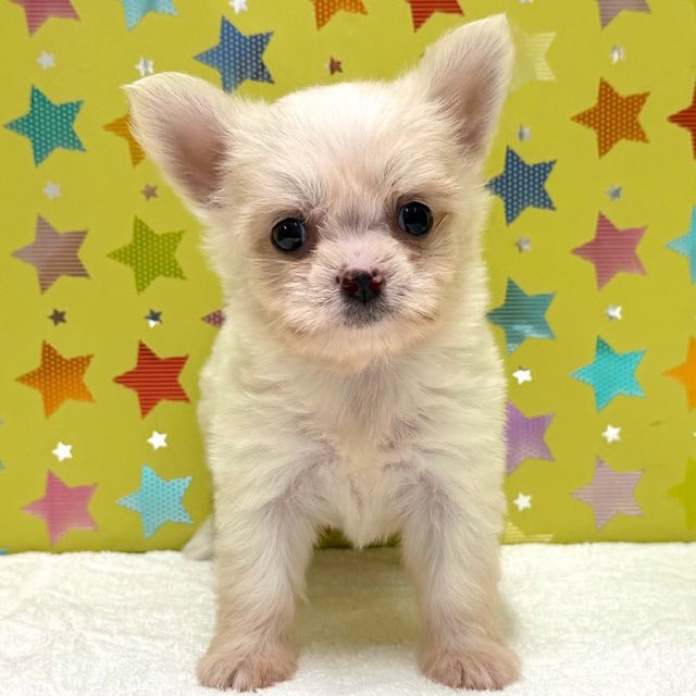 東京都のハーフ犬・ミックス犬 (かねだい足立店/2025年7月27日生まれ/女の子/ホワイトクリーム)の子犬の1枚目の画像