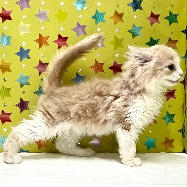 東京都のサイベリアン (かねだい足立店/2025年7月25日生まれ/男の子/クリームタビーホワイト)の子猫の4枚目の画像