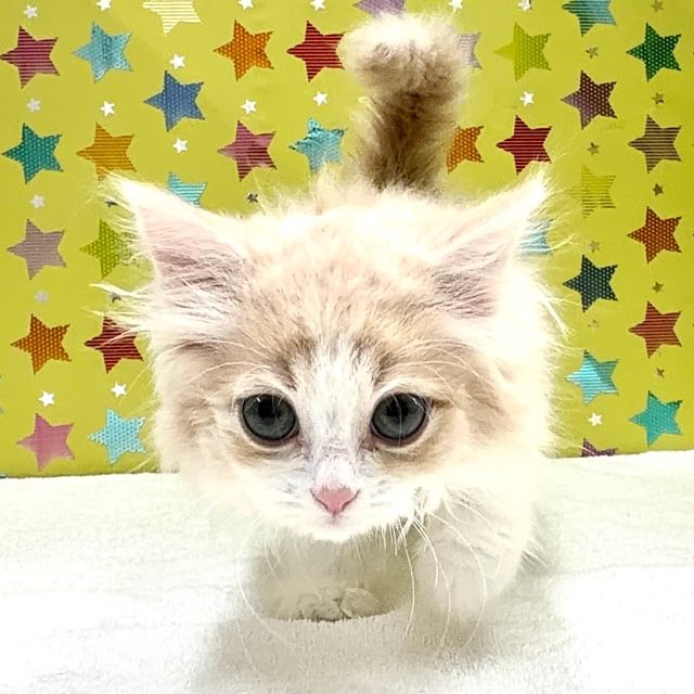 東京都のサイベリアン (かねだい足立店/2025年7月25日生まれ/男の子/クリームタビーホワイト)の子猫の2枚目の画像
