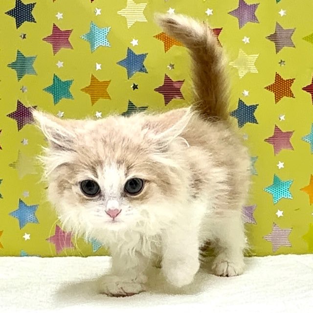 東京都のサイベリアン (かねだい足立店/2025年7月25日生まれ/男の子/クリームタビーホワイト)の子猫の1枚目の画像