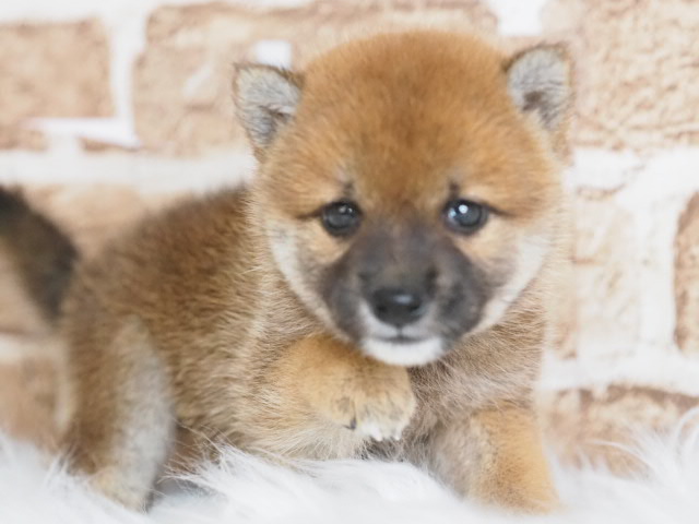 埼玉県の豆柴 (かねだい戸田店/2025年7月26日生まれ/女の子/赤)の子犬
