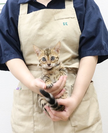 神奈川県のベンガル (かねだい伊勢原店/2025年7月25日生まれ/女の子/ブラウンスポットタビー)の子猫