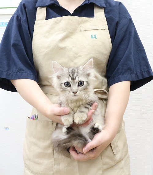 神奈川県のラガマフィン (かねだい伊勢原店/2025年7月25日生まれ/男の子/シルバータビー)の子猫