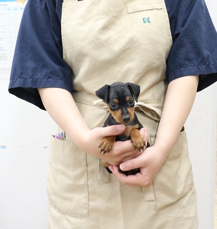 神奈川県のミニチュアピンシャー (かねだい伊勢原店/2025年7月26日生まれ/女の子/ブラックタン)の子犬