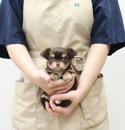 神奈川県のチワワ(ロング) (かねだい伊勢原店/2025年7月26日生まれ/男の子/チョコレートタンホワイト)の子犬