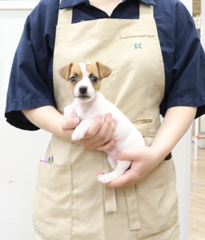 神奈川県のジャックラッセルテリア (かねだい伊勢原店/2025年7月25日生まれ/女の子/タンホワイト)の子犬