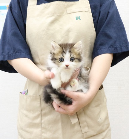 神奈川県のラガマフィン (かねだい伊勢原店/2025年7月24日生まれ/男の子/ブラックタビーホワイト)の子猫