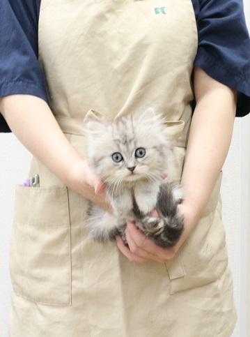 神奈川県のスコティッシュフォールド (かねだい伊勢原店/2025年7月25日生まれ/男の子/シルバータビー)の子猫