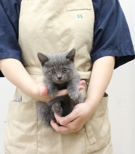 神奈川県のブリティッシュショートヘアー (かねだい伊勢原店/2025年7月25日生まれ/男の子/ブルー)の子猫