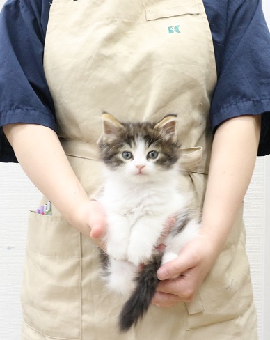 神奈川県のノルウェージャンフォレストキャット (かねだい伊勢原店/2025年7月19日生まれ/男の子/ブラックタビーホワイト)の子猫