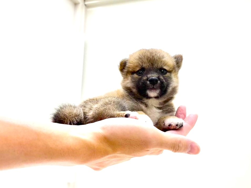 東京都の豆柴 (かねだい本町田店/2025年7月25日生まれ/女の子/赤)の子犬の2枚目の画像