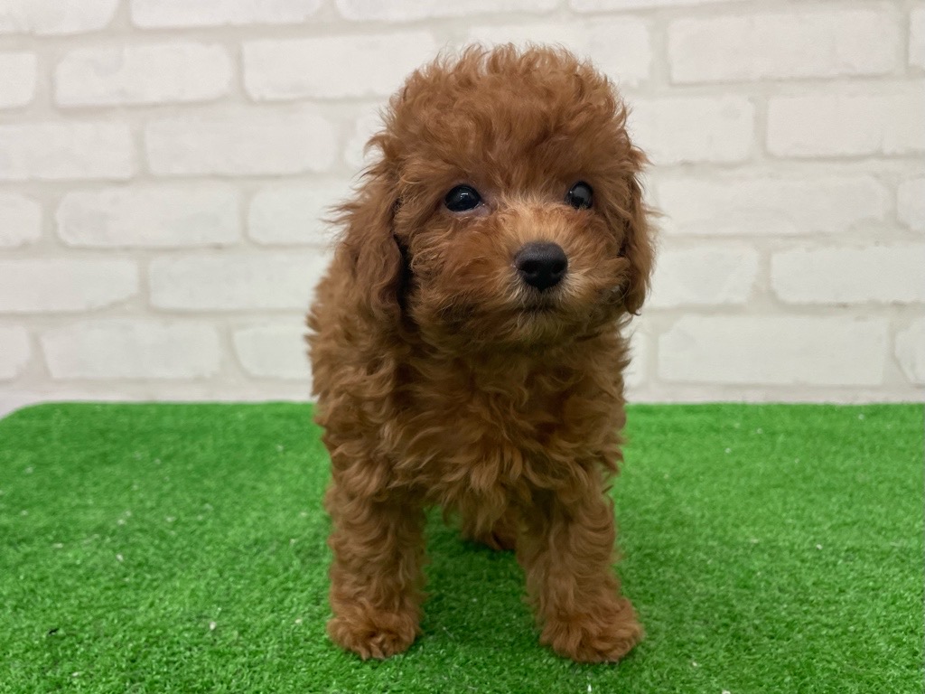 東京都のトイプードル(トイ) (かねだい立川店/2025年7月24日生まれ/男の子/レッド)の子犬