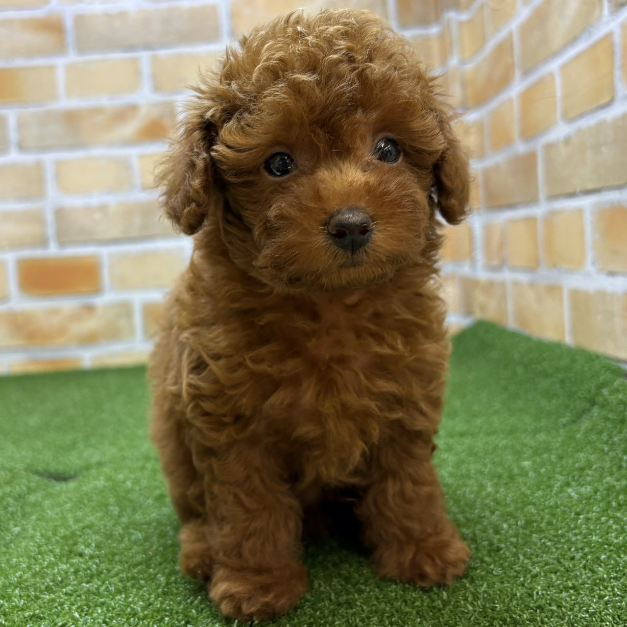 神奈川県のトイプードル(トイ) (かねだい横浜店/2025年7月24日生まれ/男の子/レッド)の子犬の1枚目の画像