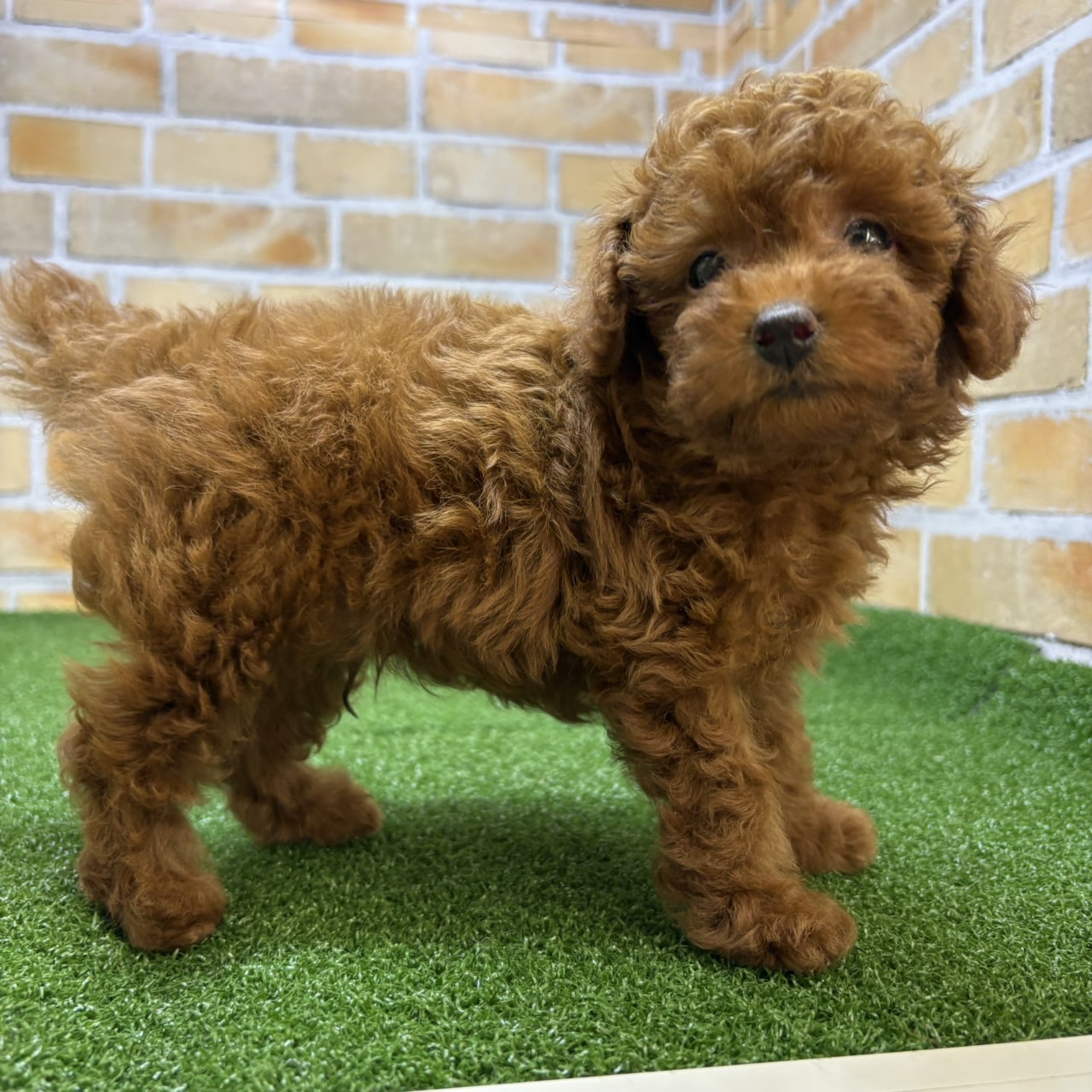 神奈川県のトイプードル(トイ) (かねだい横浜店/2025年7月24日生まれ/男の子/レッド)の子犬の2枚目の画像
