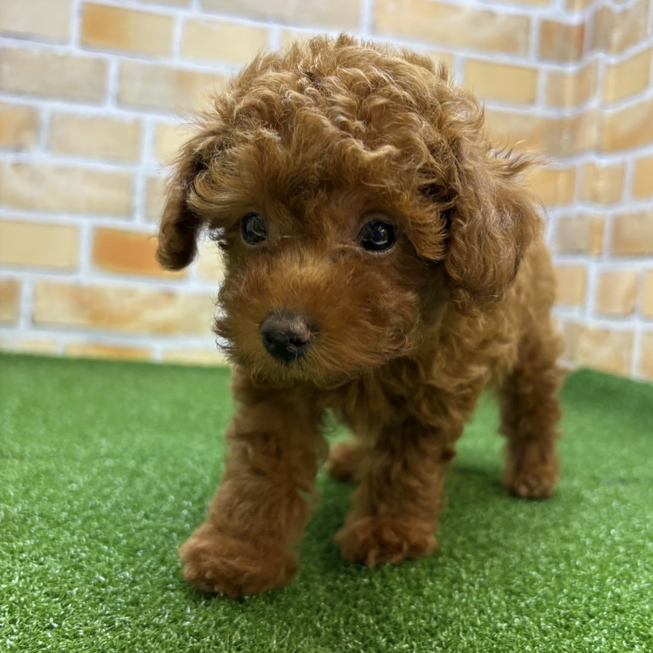 神奈川県のトイプードル(トイ) (かねだい横浜店/2025年7月24日生まれ/男の子/レッド)の子犬の3枚目の画像