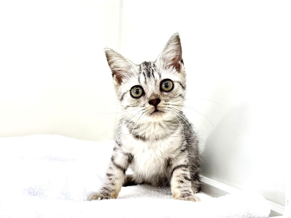 猫 価格の安いMIX猫（父：ベンガル 母：セルカークレックス