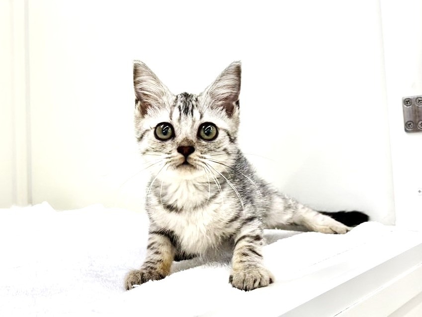 やせねこ様 猫が21歳になりました: 慢性腎臓病の診断から1400日を生き抜いて