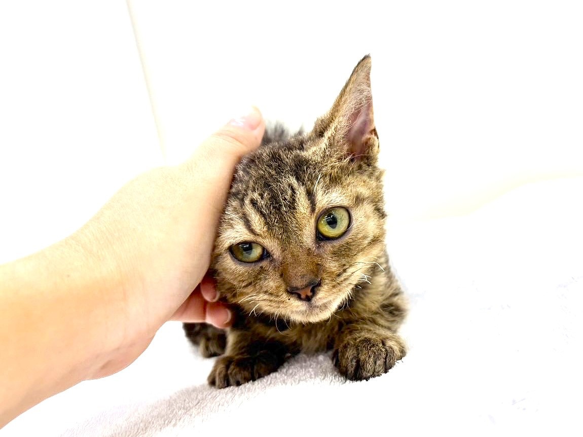 価格の安いMIX猫（父：ベンガル 母：セルカークレックス