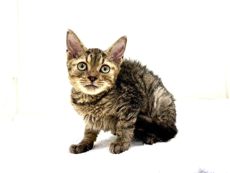 ねこ 価格の安いMIX猫（父：ベンガル 母：セルカークレックス