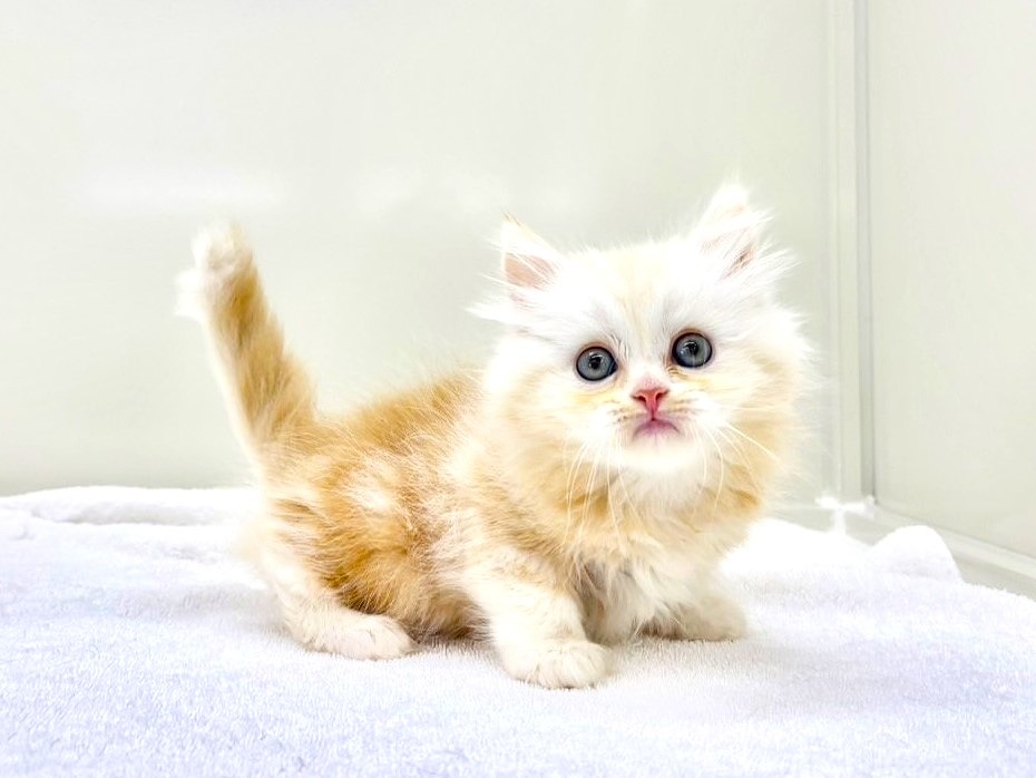 東京都のラガマフィン (かねだい本町田店/2025年7月24日生まれ/男の子/レッドタビーホワイト)の子猫の1枚目の画像