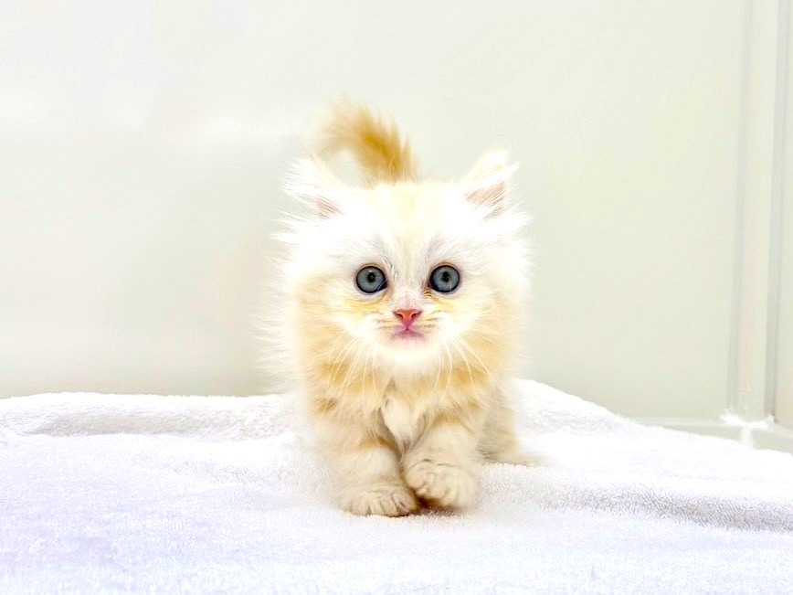 東京都のラガマフィン (かねだい本町田店/2025年7月24日生まれ/男の子/レッドタビーホワイト)の子猫の3枚目の画像