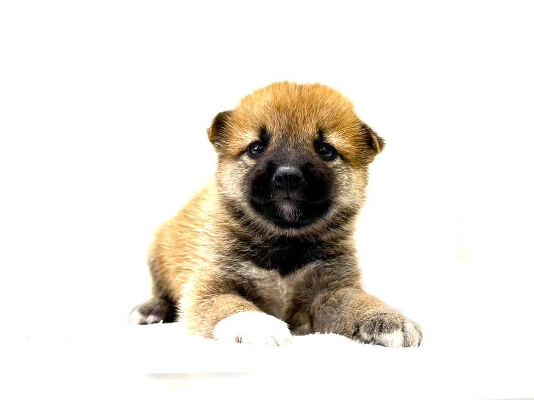 東京都の豆柴 (かねだい本町田店/2025年7月27日生まれ/女の子/赤)の子犬の3枚目の画像