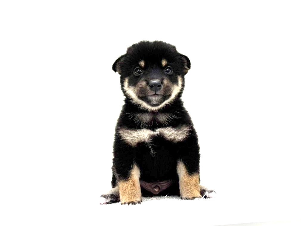 東京都の豆柴 (かねだい本町田店/2025年7月27日生まれ/男の子/黒)の子犬の2枚目の画像