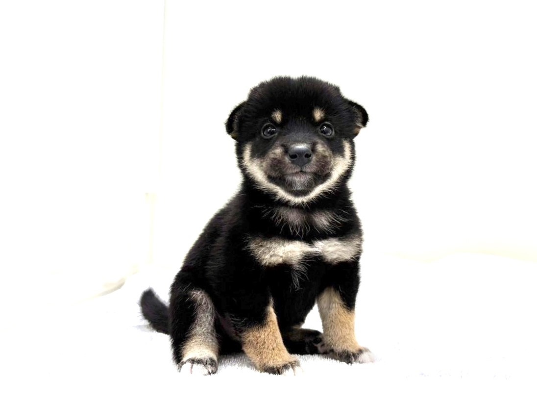 東京都の豆柴 (かねだい本町田店/2025年7月27日生まれ/男の子/黒)の子犬の4枚目の画像