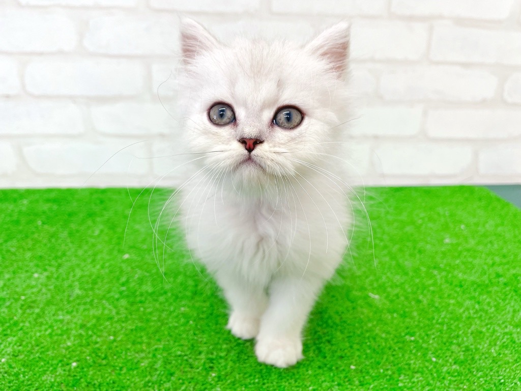 東京都のペルシャ (かねだい立川店/2025年7月13日生まれ/男の子/チンチラシルバー)の子猫の2枚目の画像