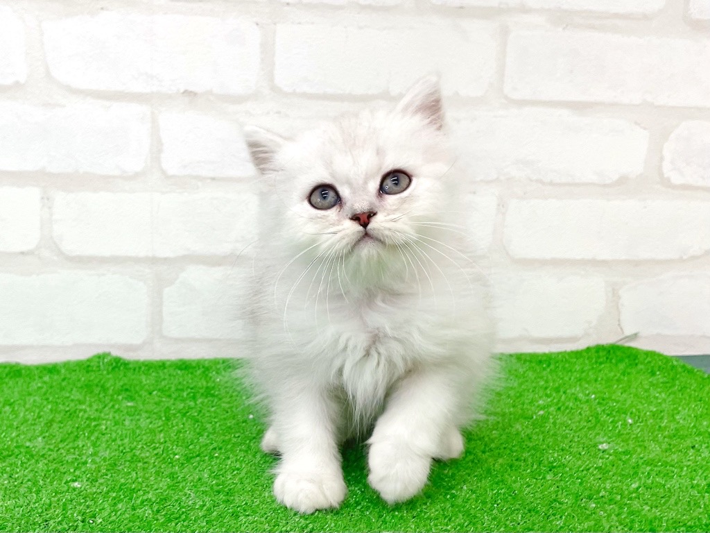 東京都のペルシャ (かねだい立川店/2025年7月13日生まれ/男の子/チンチラシルバー)の子猫の3枚目の画像