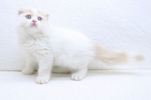 神奈川県のスコティッシュフォールド (かねだい海老名店/2025年7月27日生まれ/男の子/クリームタビーホワイト)の子猫の3枚目の画像