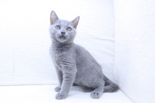 神奈川県のシャルトリュー (かねだい海老名店/2025年7月3日生まれ/女の子/ブルー)の子猫の1枚目の画像